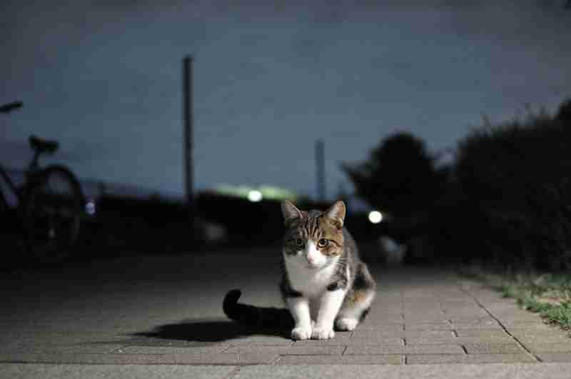 夜の猫の行動