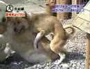 飼い主が他の犬を可愛がってた時、飼い犬の反応で最も多いのは…… ‐ ニコニコ動画:GINZA