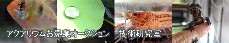 アクアリウムお気楽オークション 技術研究室