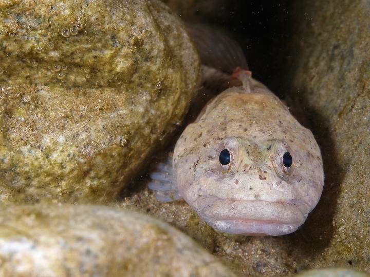 イオンの鮮魚コーナーの品揃えがすごいｗｗｗ