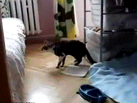 【キュン死注意】動物がジャンプに失敗する瞬間可愛いすぎwww