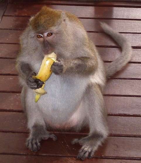 サルにバナナをあげるのは相性が悪いという事が判明ｗｗｗ ガールズちゃんねる Girls Channel