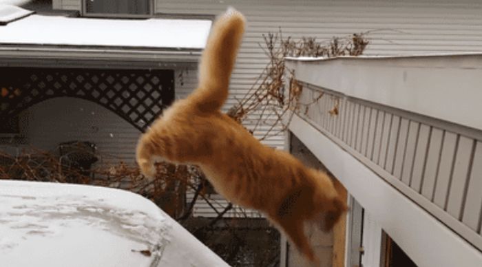 These Animals Suck at Jumping (27 gifs)
