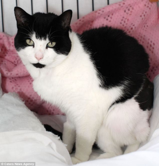 瀕死の“親友”猫を犬が救う！茂みの前で吠え続け飼い主に助けを求める