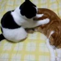   ミス・インターナショナル吉松育美さんが谷口元一氏にストーカーされている件まとめ