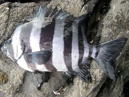 一番好きなお魚は何ですか？