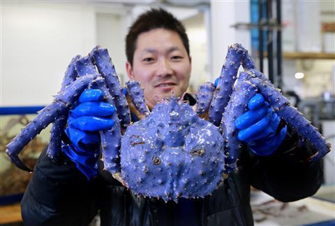 ラベンダー色のタラバガニが発見されるｗｗｗ