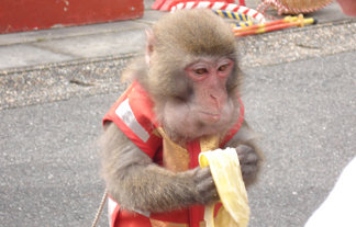 サルにバナナをあげるのは相性が悪いという事が判明www