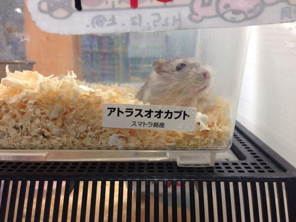【速報】最近のカブトムシは毛深いことが判明www