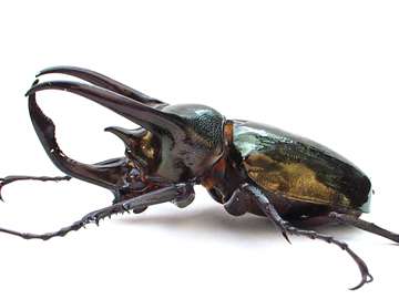 【速報】最近のカブトムシは毛深いことが判明www