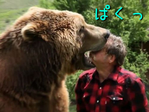 ほとんど食べられてる気がする…巨大なクマとじゃれ合う男性をご覧ください