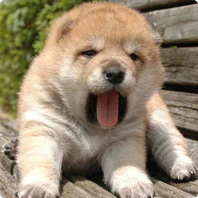 「柴犬のほっぺはよく伸びる」との噂→本当かどうか試してみたら可愛すぎたww