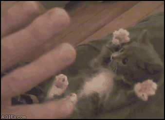 【キュン死注意】動物がジャンプに失敗する瞬間可愛いすぎwww