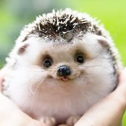 女性の頭にハリネズミ落下し270本刺さる…「私の頭がクッションになってハリネズミの命を救えたならうれしい」