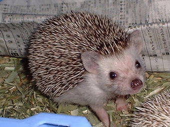 女性の頭にハリネズミ落下し270本刺さる…「私の頭がクッションになってハリネズミの命を救えたならうれしい」