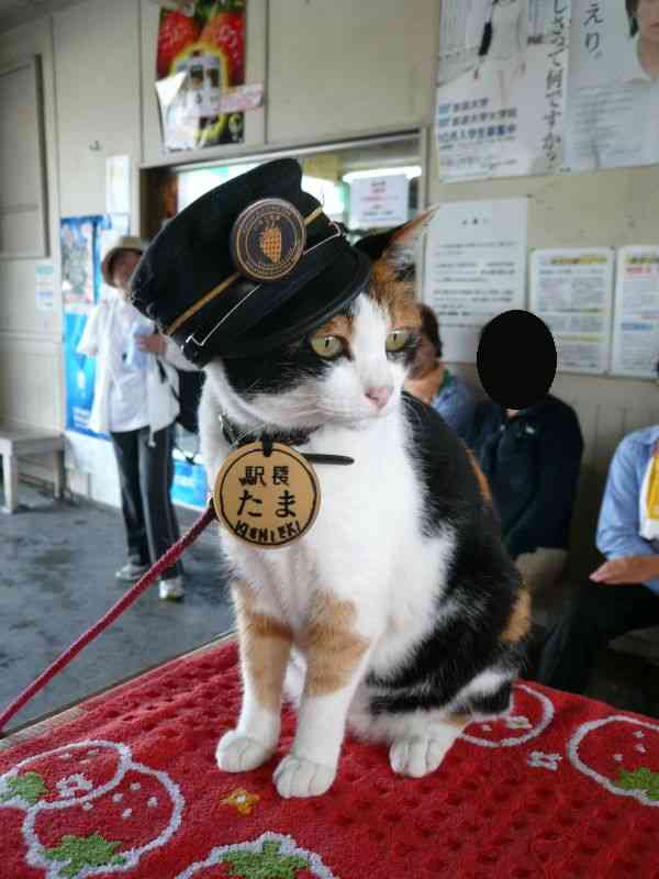 和歌山電鉄貴志駅のたま駅長、ウルトラ駅長に昇進 ファン300人が祝福