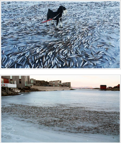 【ノルウェー】大寒波で海が一瞬にして凍結 →逃げ切れなかった魚群とヘラジカが無残な姿に…。