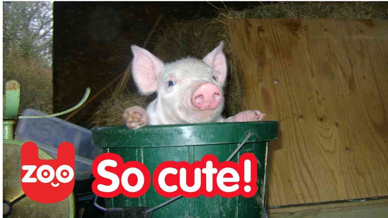 Piggy Gets Warm Bath - YouTube