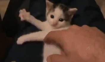 2月22日、猫の日です＊猫の画像貼っていきましょう(*´∀`)♪