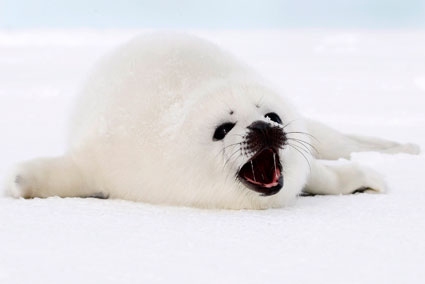 水族館でアザラシが水槽のガラスにぶつかった画像がかわいいと話題