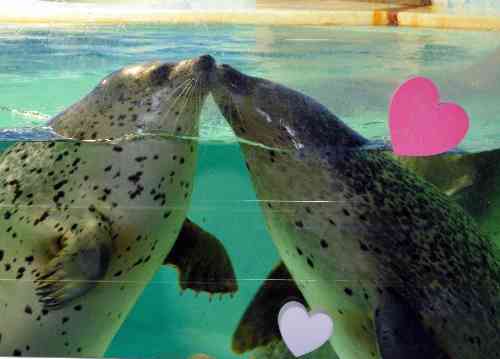 静岡県「下田海中水族館」で、キスするアザラシが人気