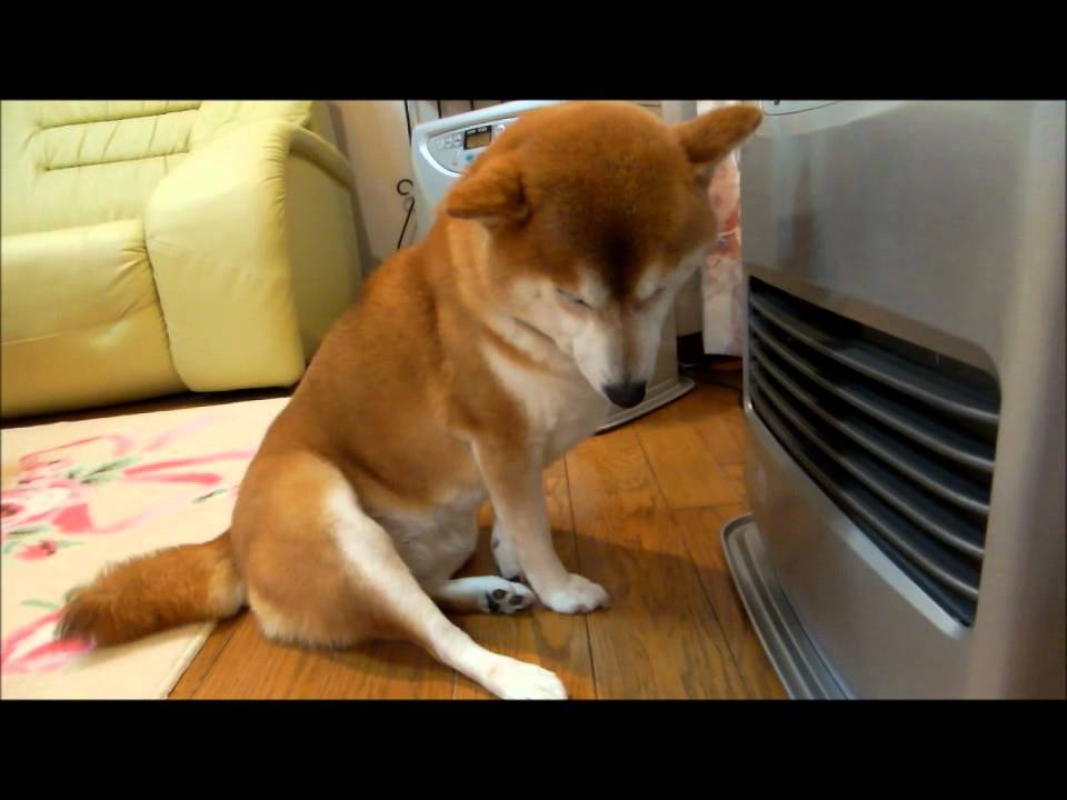 ファンヒーターに起こされる柴犬 Shibainu  woken up - YouTube