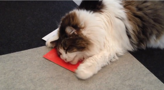 猫をターゲットに猫トイレの広告ダイレクトメールを送りつける業者、現る