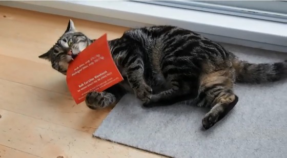 猫をターゲットに猫トイレの広告ダイレクトメールを送りつける業者、現る