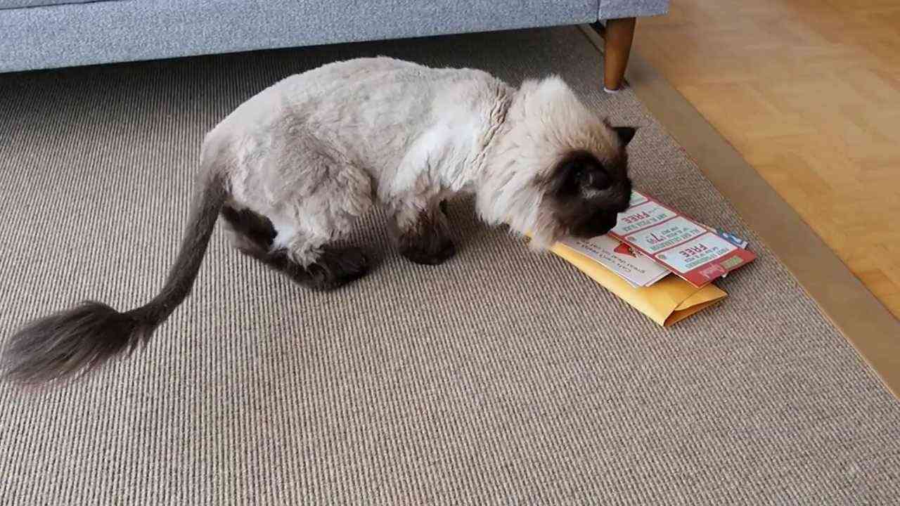 Direct mail targets your kitty - YouTube