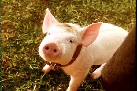 「似ている動物」で女子が喜ぶ たとえ9パターン