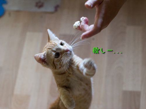 そんな顔されたら断れっこない！おねだり上手な動物たちの写真