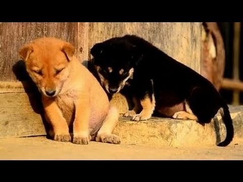 Animals Trying To Stay Awake Compilation - YouTube