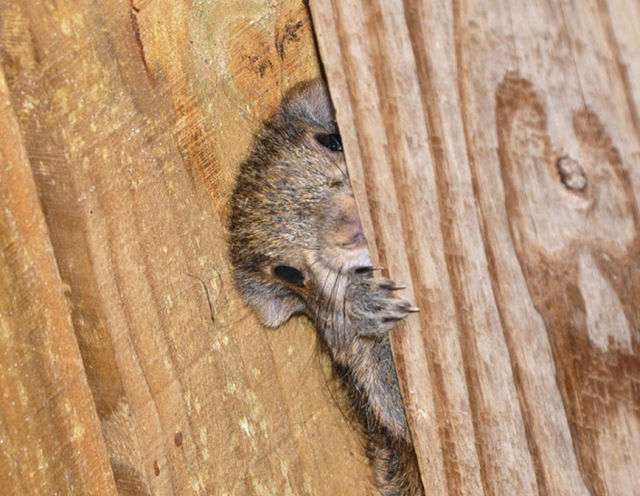 いろいろな動物の視線を感じる画像