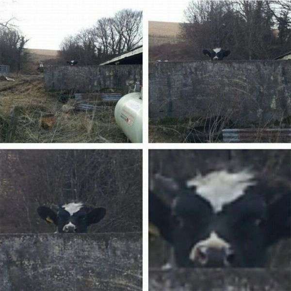 いろいろな動物の視線を感じる画像
