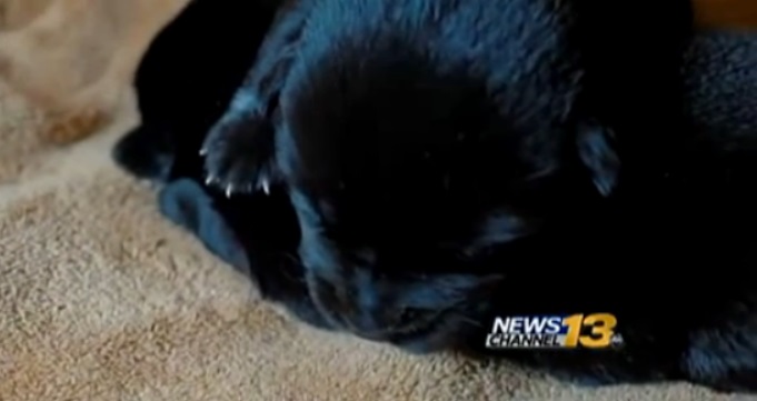 瀕死の子犬を助けた方法が物議…自身の胸から直接「授乳」した女性