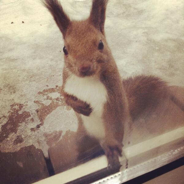 北海道のクッキーお姉さんの所に行くリスがふなっしー化ｗ