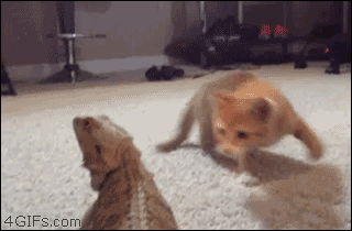 2月22日、猫の日です＊猫の画像貼っていきましょう(*´∀`)♪