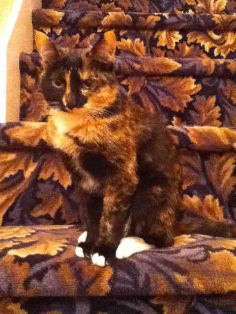 2月22日、猫の日です＊猫の画像貼っていきましょう(*´∀`)♪