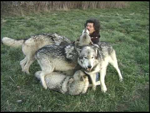 How to Photograph Wolves at Wolf Park - YouTube