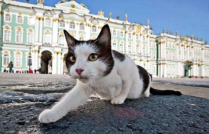2月22日、猫の日です＊猫の画像貼っていきましょう(*´∀`)♪