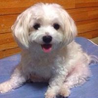 うちの犬に人間用の「進研ゼミ」が届いた！と話題に - NAVER まとめ