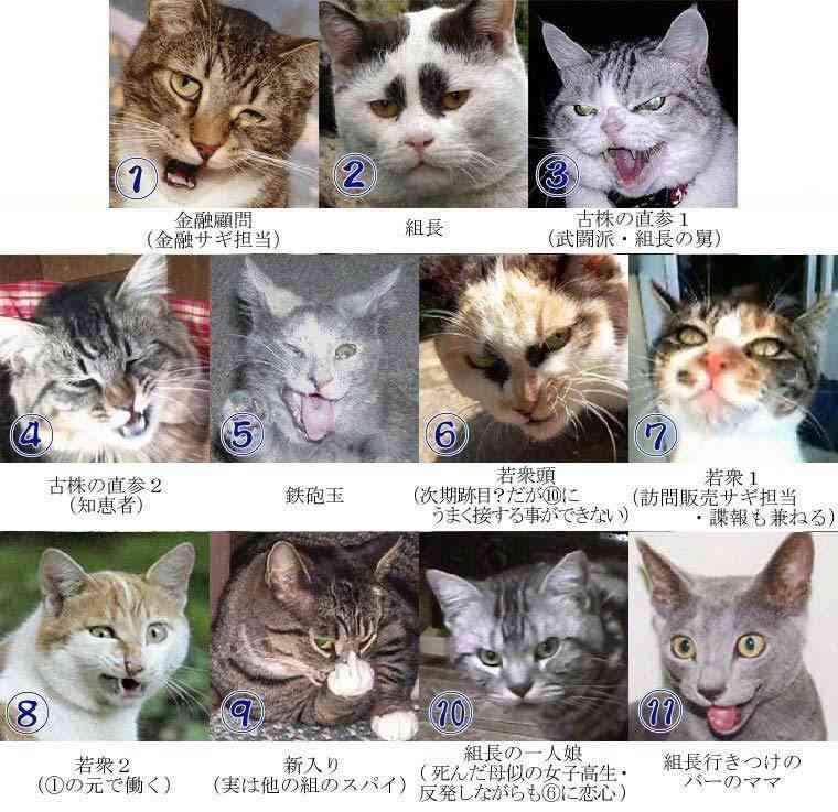 2月22日、猫の日です＊猫の画像貼っていきましょう(*´∀`)♪