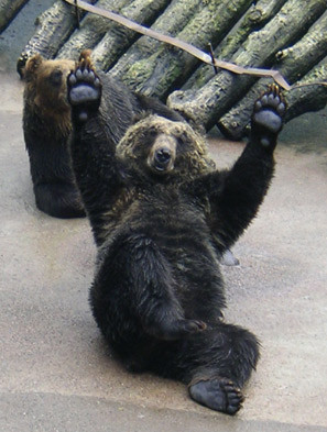 そんな顔されたら断れっこない！おねだり上手な動物たちの写真
