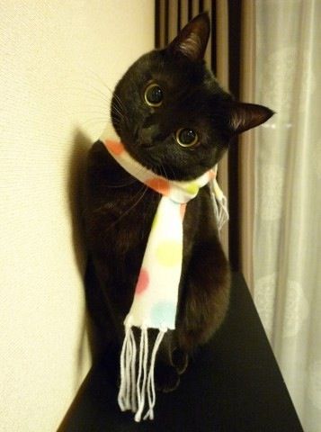 2月22日、猫の日です＊猫の画像貼っていきましょう(*´∀`)♪