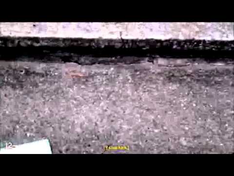 Reddit loves Cats so here is one battling the USPS - YouTube
