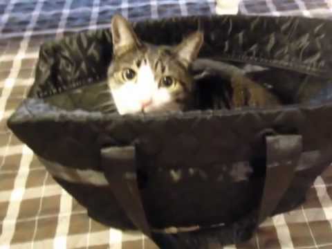 なんとなくしあわせ...な猫～We're happy cats - YouTube