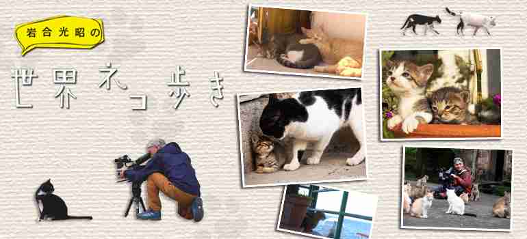 岩合光昭の世界ネコ歩き - NHK