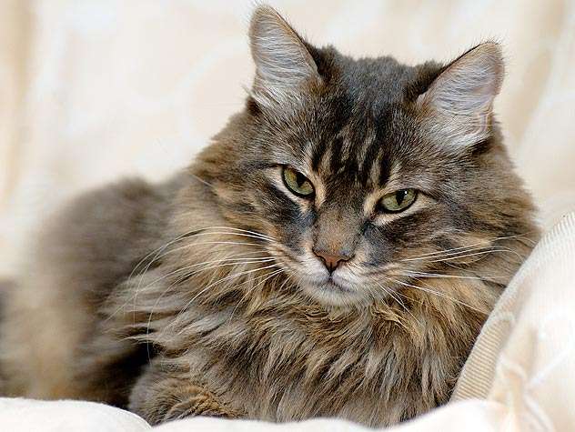 2月22日、猫の日です＊猫の画像貼っていきましょう(*´∀`)♪