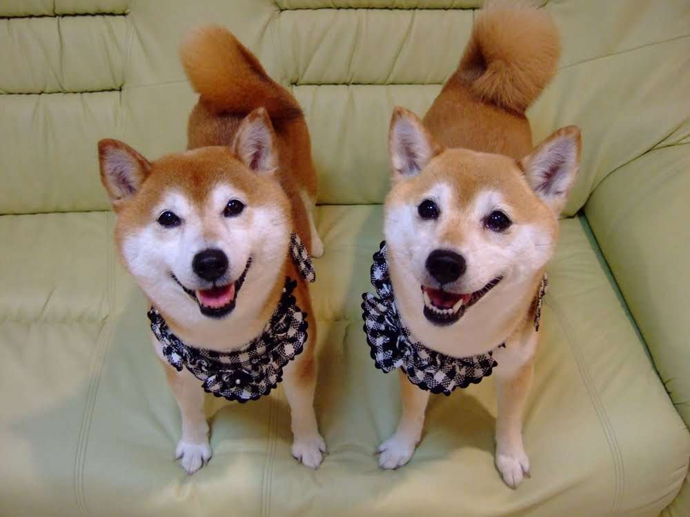 柴犬ひかいち 「伏せって難しいねぇ」　Shiba Inu "lie down" practice - YouTube