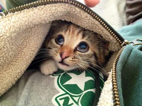 2月22日、猫の日です＊猫の画像貼っていきましょう(*´∀`)♪